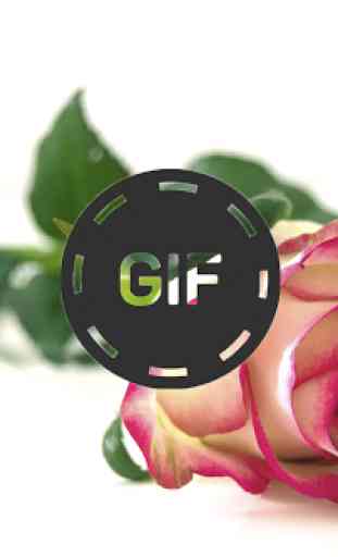Immagini animate di fiori e rose Gif 4