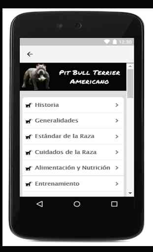 Pit Bull Terrier Americano 2
