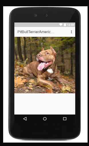 Pit Bull Terrier Americano 4