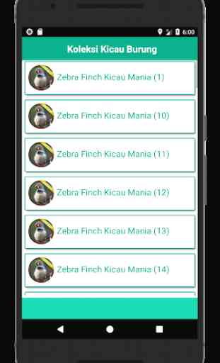 Zebra Finch Kicau Mania 3