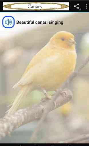 Canary singing 1