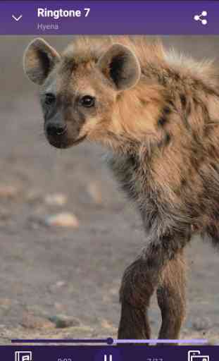 Hyena - RINGTONES and WALLPAPERS 4