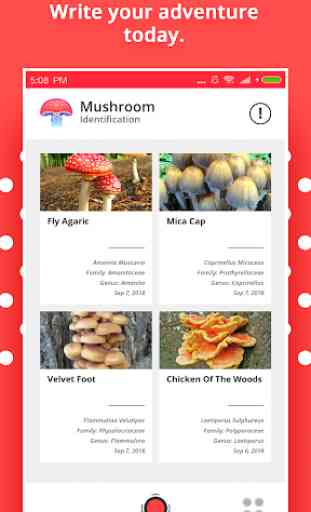 Mushroom Identification 3