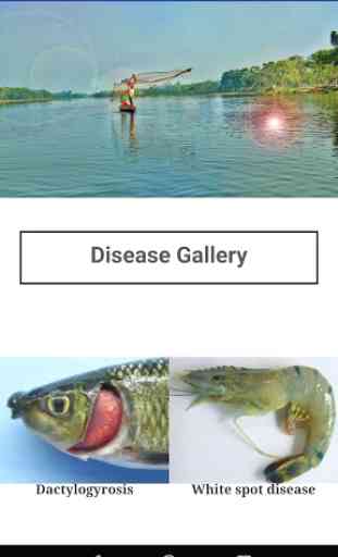 Fish Disease Advisory 4