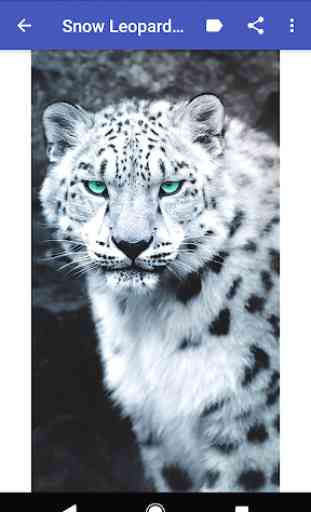 Snow Leopard Wallpapers 1