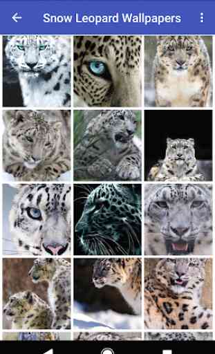 Snow Leopard Wallpapers 2
