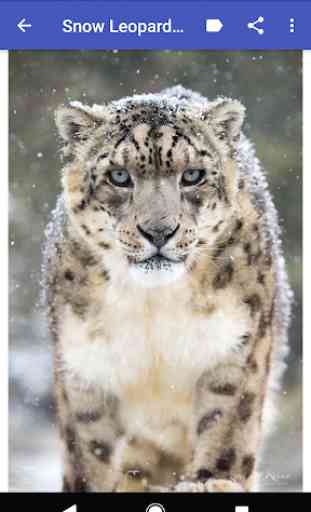 Snow Leopard Wallpapers 3