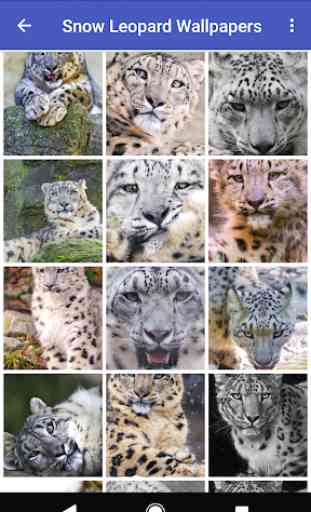 Snow Leopard Wallpapers 4
