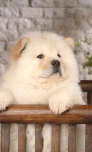 Chow Chow Puzzle 1