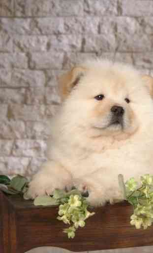 Chow Chow Puzzle 4