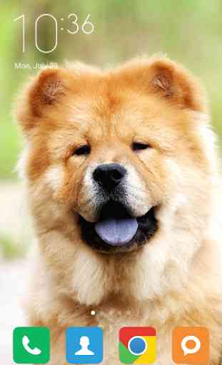 Chow Chow Wallpapers 1