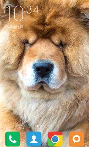 Chow Chow Wallpapers 2