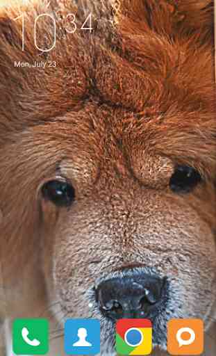 Chow Chow Wallpapers 3