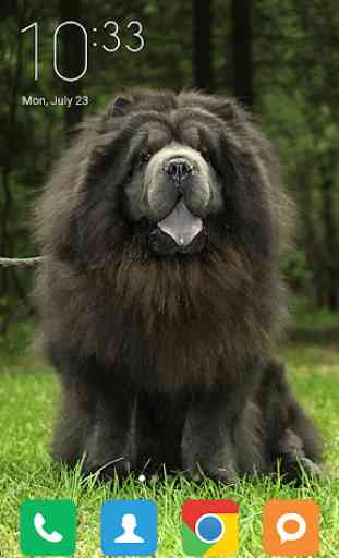 Chow Chow Wallpapers 4