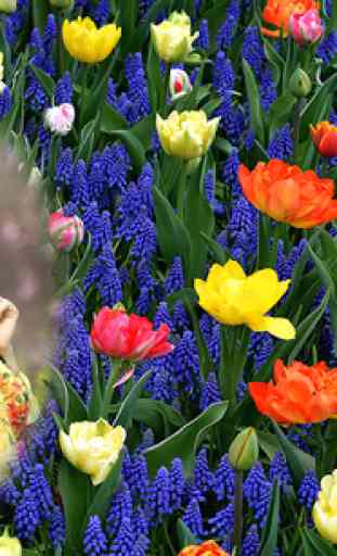 Colourful Tulip Photo Frame 2