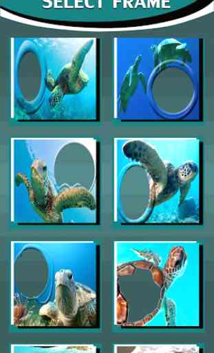 cornici tartaruga di mare 3