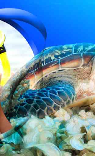 cornici tartaruga di mare 4