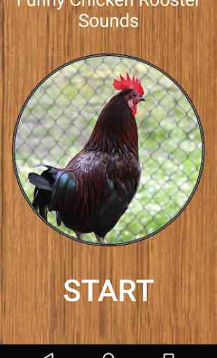 Funny Chicken Rooster Sounds 1