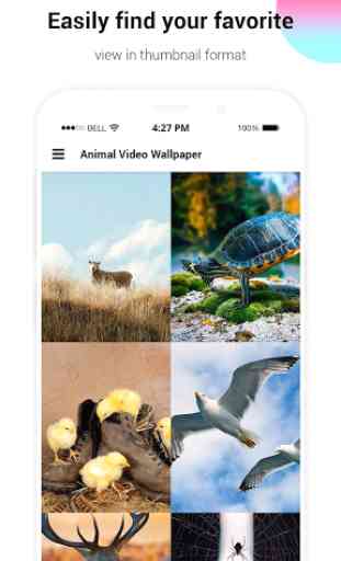 HD Animal Video Wallpaper 1