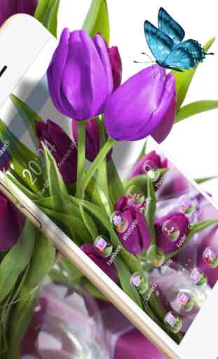 HD Wallpaper tulipano viola 1