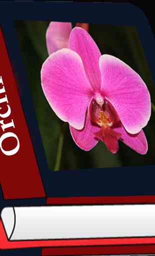Orchidaceae 1