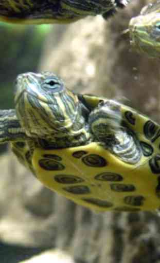 Pet Turtle Care 1