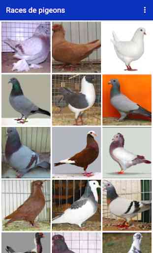 Races de pigeon 1
