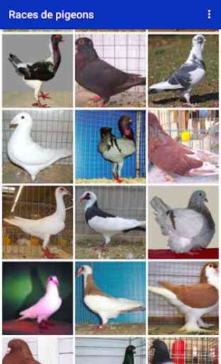 Races de pigeon 2
