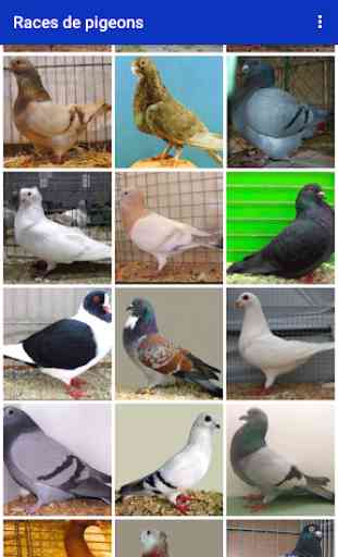Races de pigeon 3