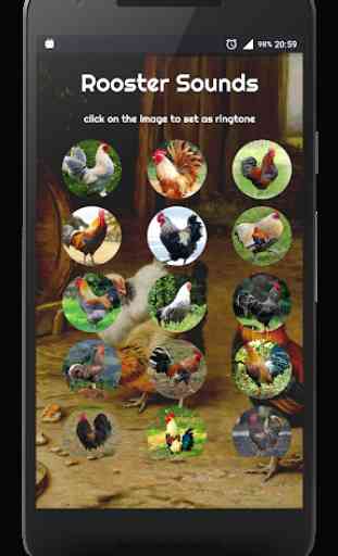 Rooster Alarm and Ringtone Sounds 1