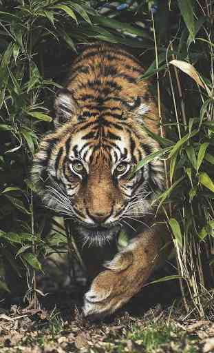 Tiger Video Live Wallpaper 4