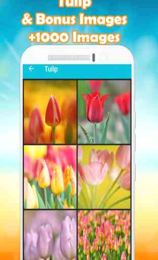 Tulip Wallpaper HD 1