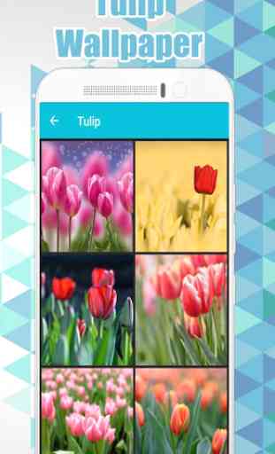 Tulip Wallpaper HD 2