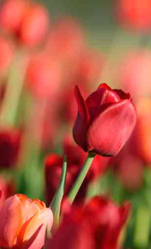 Tulipani Sfondi 2