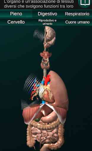 Organi interni 3D (anatomia) 1