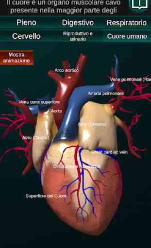 Organi interni 3D (anatomia) 3