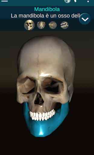 Sistema Osseo 3D (Anatomia) 1
