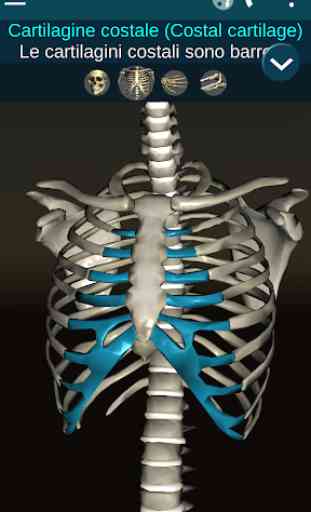 Sistema Osseo 3D (Anatomia) 2