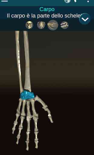 Sistema Osseo 3D (Anatomia) 3
